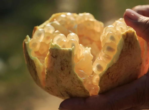 直播預告 直播專題之 品嘗珠城味道,對話世界文明