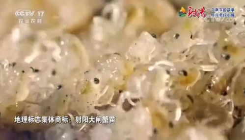 火遍全國 射陽綠色農產品 宣傳片刷屏央視 江蘇衛視黃金時段