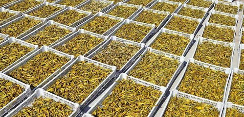 好消息 大荔三大特色產(chǎn)品被授予第十四屆全運(yùn)會(huì)特許商品